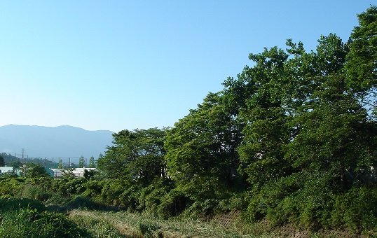 新緑の風景